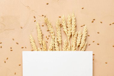 Buğday kulaklı boş kart ve bej arka planda tahıl