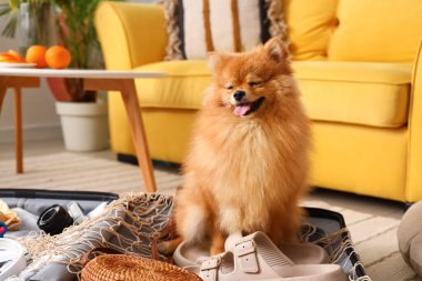 Evinde plaj aksesuarları olan sevimli Pomeranya köpeği.