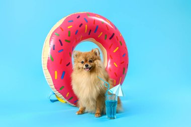 Yaz kokteyli ve mavi arka planda yüzen sevimli Pomeranya köpeği.