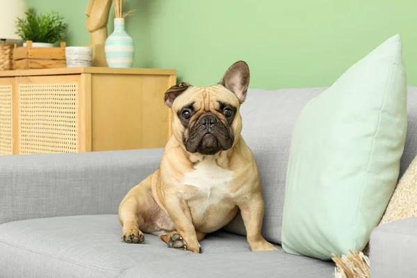 Lindo Bulldog Francés Sofá Sala Estar — Foto de Stock