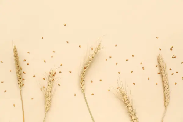 Пшеничні Вуха Зерна Бежевому Фоні — стокове фото