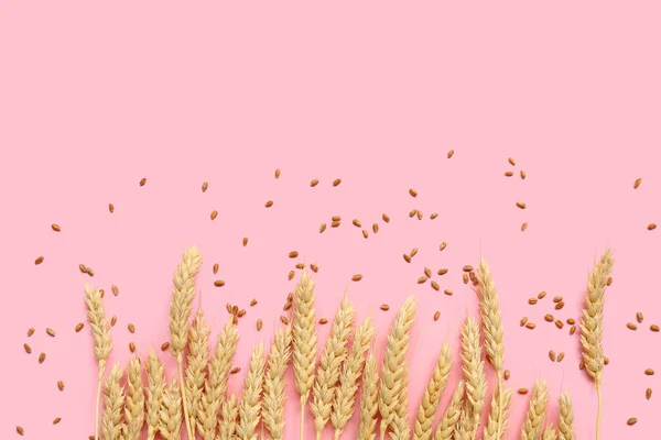 ピンクの背景に小麦の耳と穀物 — ストック写真