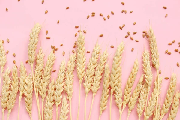 Wheat Ears Grains Pink Background — Stock Photo, Image