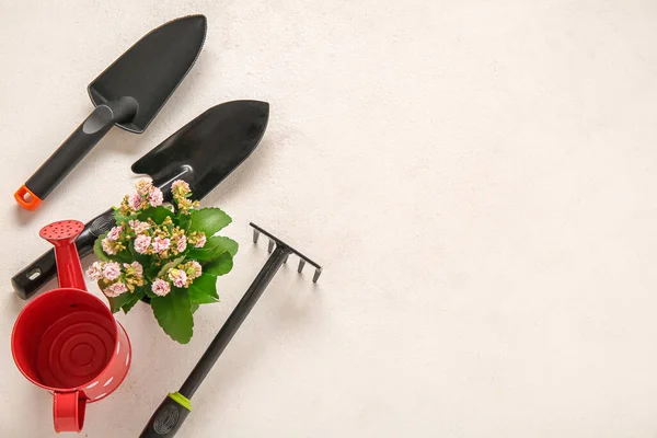 Plant Different Gardening Tools Light Background — Stock Photo, Image