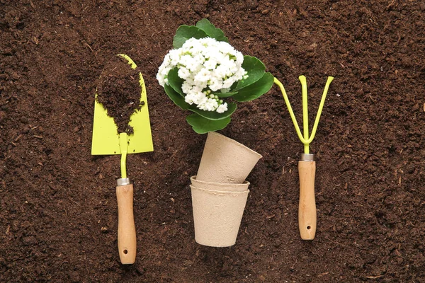Different Gardening Tools Plant Garden — Stock Photo, Image