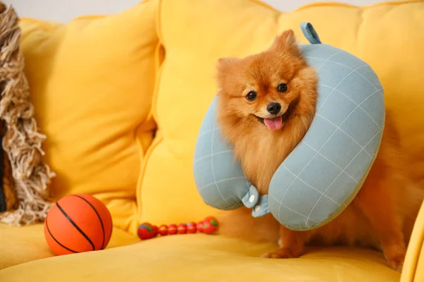 Cute Pomeranian Dog Neck Pillow Sofa Home — Stock Photo, Image