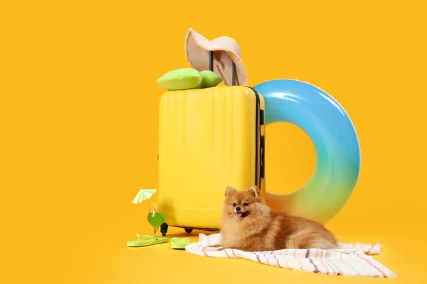 Cute Pomeranian Pies Walizką Akcesoriami Plażowymi Żółtym Tle — Zdjęcie stockowe