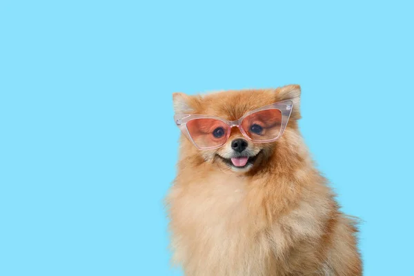 Aranyos Pomeranian Kutya Napszemüveg Kék Háttér Közelről — Stock Fotó