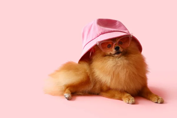 Lindo Perro Pomeranian Gafas Sol Sombrero Cubo Sobre Fondo Rosa —  Fotos de Stock