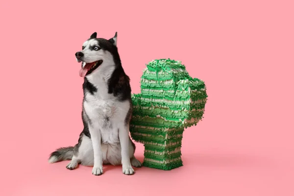Cute Husky Dog Mexican Pinata Pink Background — Stock Photo, Image