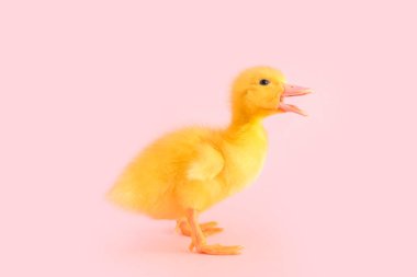 Pembe arka planda şirin ördek yavrusu