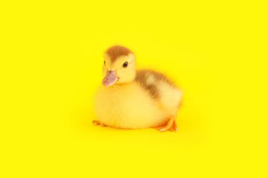 Sarı arka planda şirin ördek yavrusu