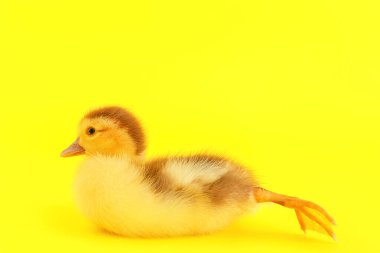 Sarı arka planda şirin ördek yavrusu