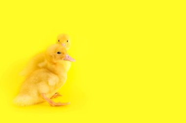 Sarı arka planda sevimli ördek yavruları.