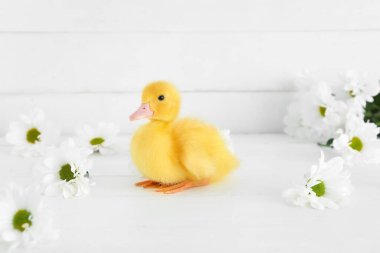 Beyaz ahşap arka planda şirin ördek yavrusu ve papatya çiçekleri