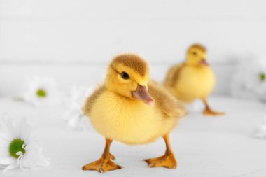 Beyaz ahşap arka planda şirin ördek yavruları ve papatya çiçekleri