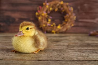 Tahta masadaki şirin ördek yavrusu