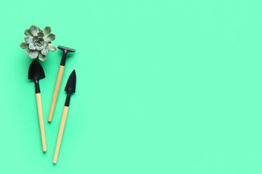 Gardening tools and succulent plant on green background