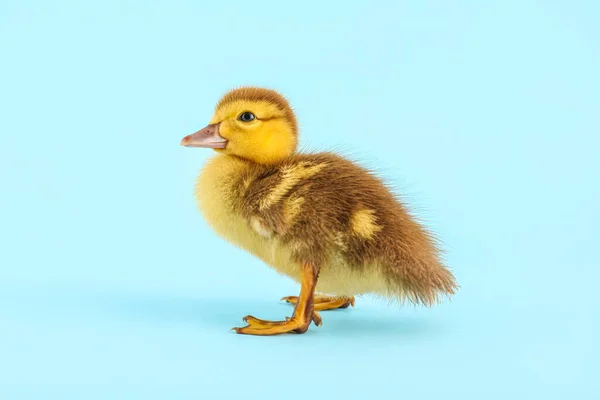 Cute Duckling Blue Background — Stock Photo, Image