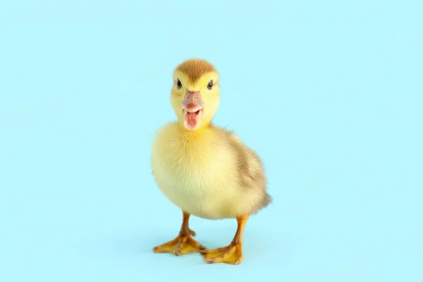 Cute Duckling Blue Background — Stock Photo, Image