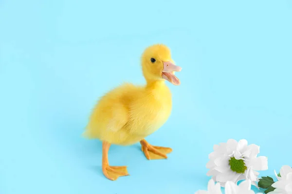 Cute Duckling Chamomile Flowers Blue Background — Stock Photo, Image