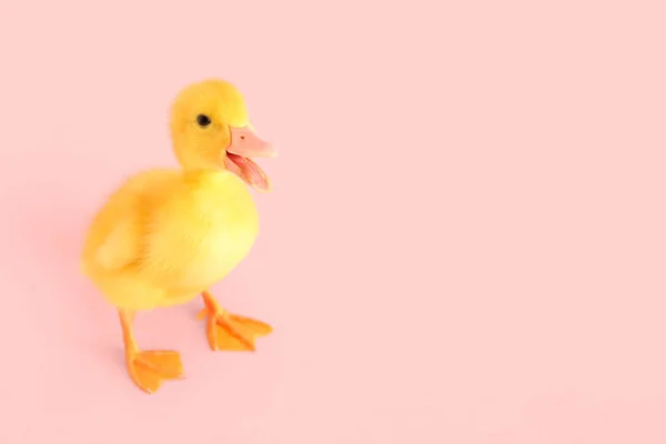 Cute Duckling Pink Background — Stock Photo, Image