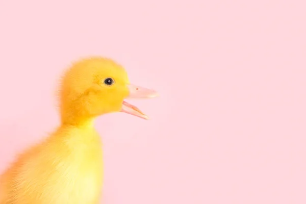 粉红背景的小鸭 — 图库照片