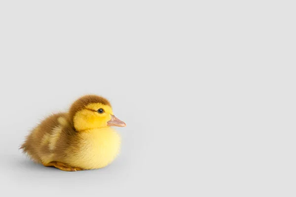 Cute Duckling Grey Background — Stock Photo, Image