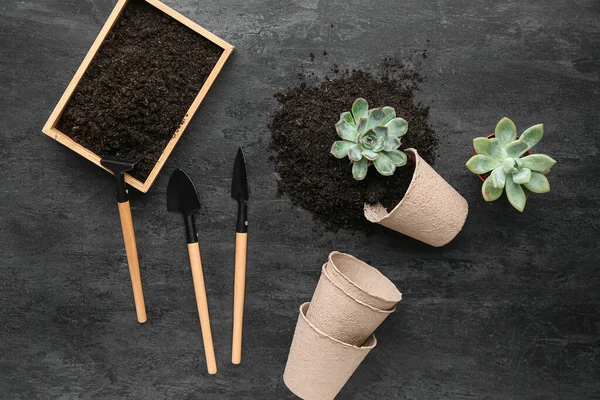 Gardening Tools Peat Pots Soil Succulent Plants Black Background — Stock Photo, Image