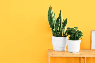 Sarı duvarın yanındaki rafta yeşil çiçekler var.