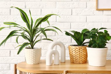 Beyaz tuğla duvarın yanındaki masada yeşil bitkiler