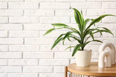 Beyaz tuğla duvarın yanındaki masada yeşil ev bitkisi var.