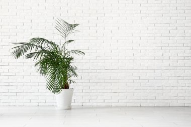 Beyaz tuğla duvarın yanında saksı palmiyesi var.