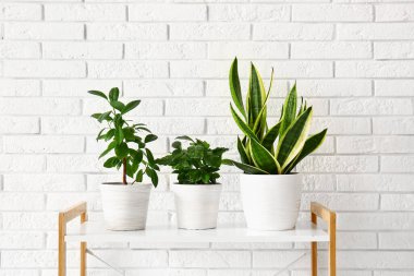 Green houseplants on shelf near white brick wall clipart