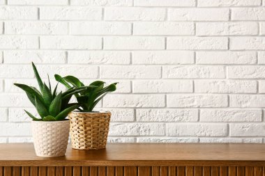 Beyaz tuğla duvarın yanındaki masada yeşil bitkiler