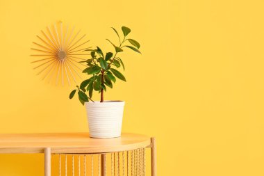 Sarı duvarın yanındaki masada yeşil çiçek var.