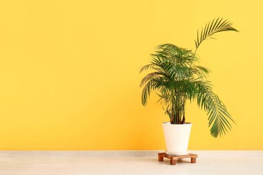 Odadaki sarı duvarın yanında saksı palmiyesi.