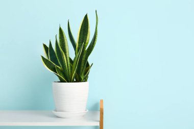 Mavi duvarın yanındaki rafta yeşil ev bitkisi var.