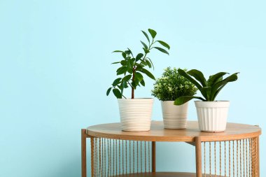 Mavi duvarın yanındaki masada yeşil bitkiler