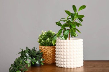 Gri duvarın yanındaki masada yeşil bitkiler var.