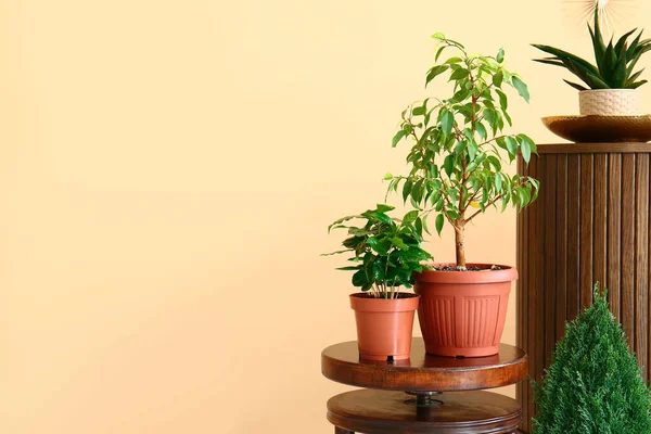 Grüne Zimmerpflanzen Auf Dem Tisch Neben Beiger Wand Zimmer — Stockfoto