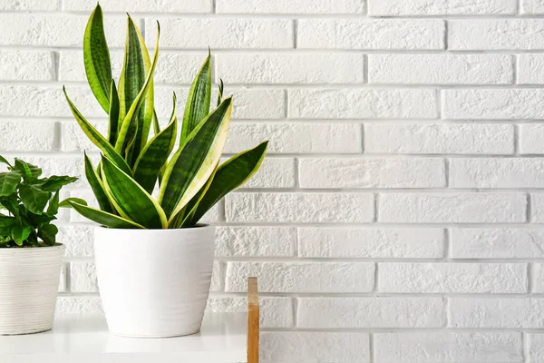 白いレンガの壁の近くの棚の緑の家の植物 — ストック写真