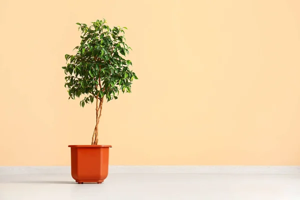 Ficus Baum Nahe Beiger Wand Zimmer — Stockfoto