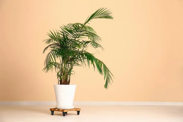 Palmier Pot Près Mur Beige Dans Chambre — Photo