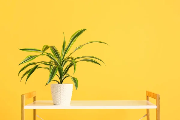 Πράσινο Φυτό Εσωτερικού Χώρου Στο Ράφι Κοντά Στον Κίτρινο Τοίχο — Φωτογραφία Αρχείου
