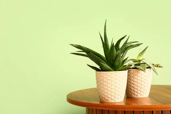 Ollas Con Aloe Mesa Cerca Pared Verde — Foto de Stock