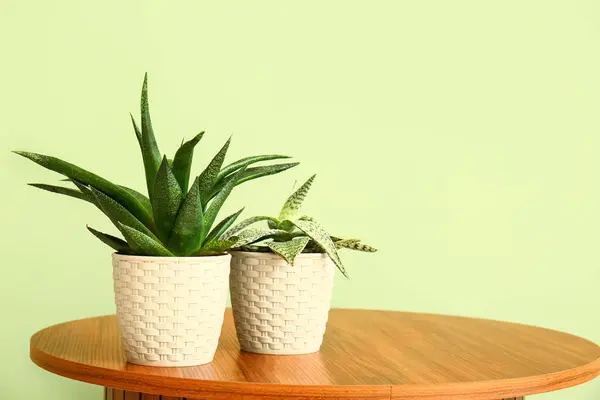 Pot Dengan Aloe Atas Meja Dekat Dinding Hijau — Stok Foto