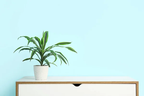 Πράσινο Φυτό Εσωτερικού Χώρου Στο Ράφι Κοντά Στον Μπλε Τοίχο — Φωτογραφία Αρχείου
