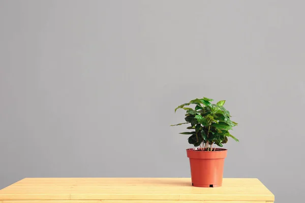 Grüne Zimmerpflanze Auf Tisch Neben Grauer Wand — Stockfoto