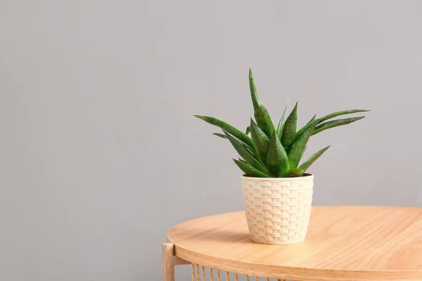 Green Houseplant Table Grey Wall — Stock Photo, Image